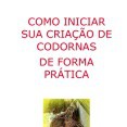 criação de codornas